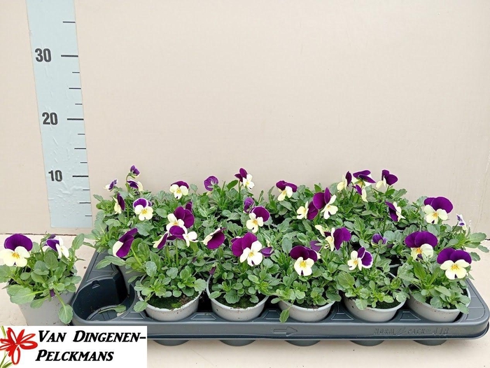 <h4>VIO CO TW WHI+PUR W</h4>