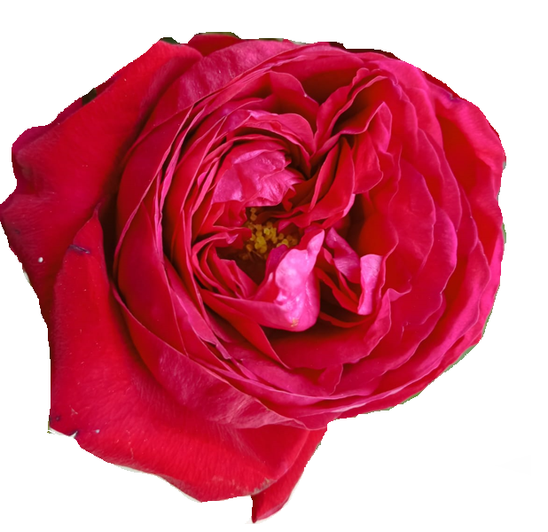 <h4>Rosa Parfum Peony Red</h4>