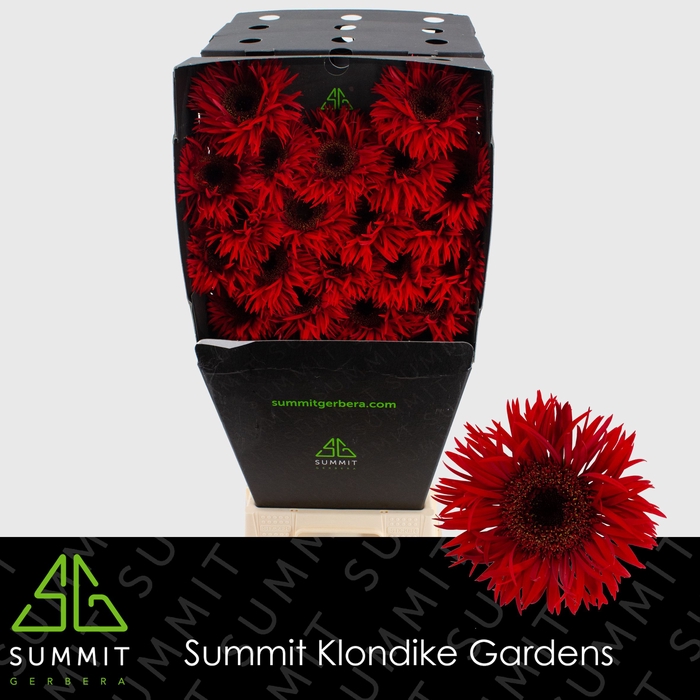 <h4>Germini Spider Larsson Diamond per kaart</h4>