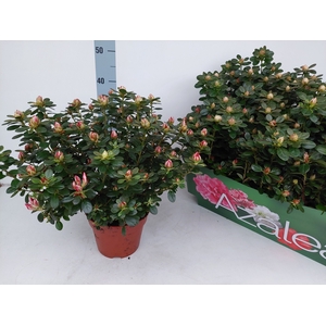 RHODO SI FLUOSTERN