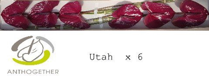 <h4>Anthurium andr. 'Utah'</h4>