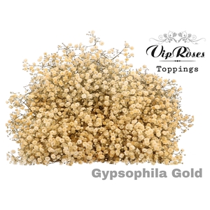 Gyps large paint gold