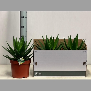 ALOE PERFOLIATA