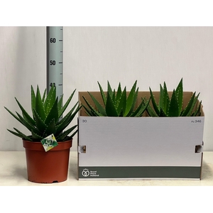 ALOE PERFOLIATA