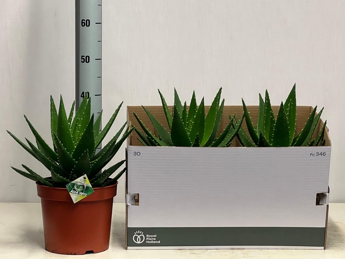 <h4>ALOE PERFOLIATA</h4>