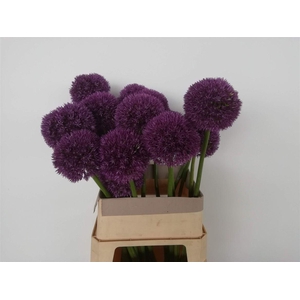 Allium Grootbloemig