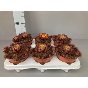 Succulents   ...
