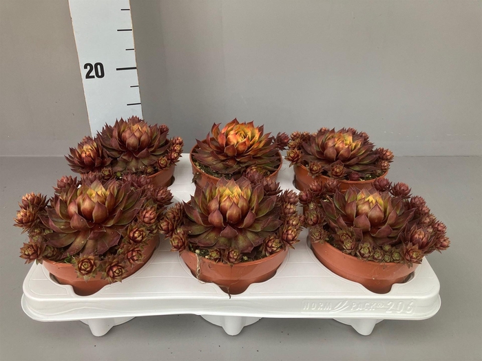 <h4>Succulents   ...</h4>