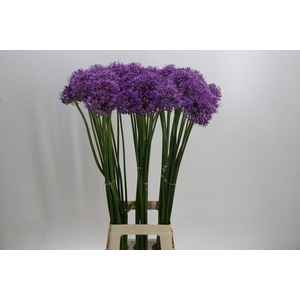 Allium Gladiator