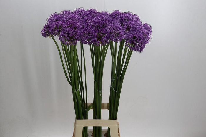 <h4>Allium Gladiator</h4>