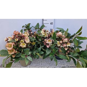 Helleborus ericsmithii Pink Frost 19Ø 40cm 40fl