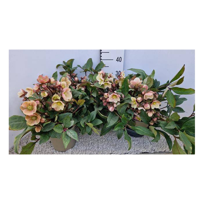 <h4>Helleborus ericsmithii Pink Frost 19Ø 40cm 40fl</h4>