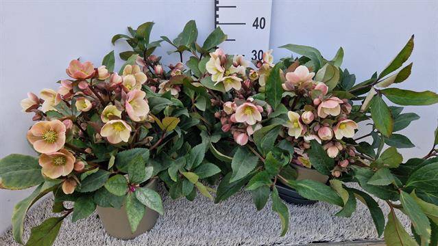 Helleborus ericsmithii Pink Frost 19Ø 40cm 40fl