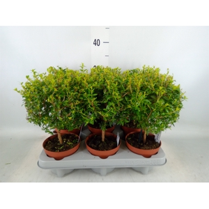 Myrtus communis