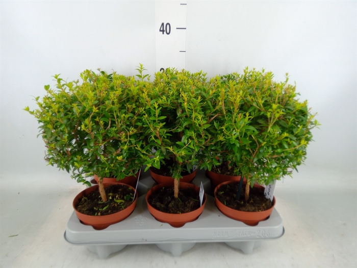 <h4>Myrtus communis</h4>