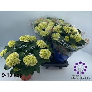 HYDR M CRYSTAL PALAC
