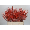 Ilex Winter Gold