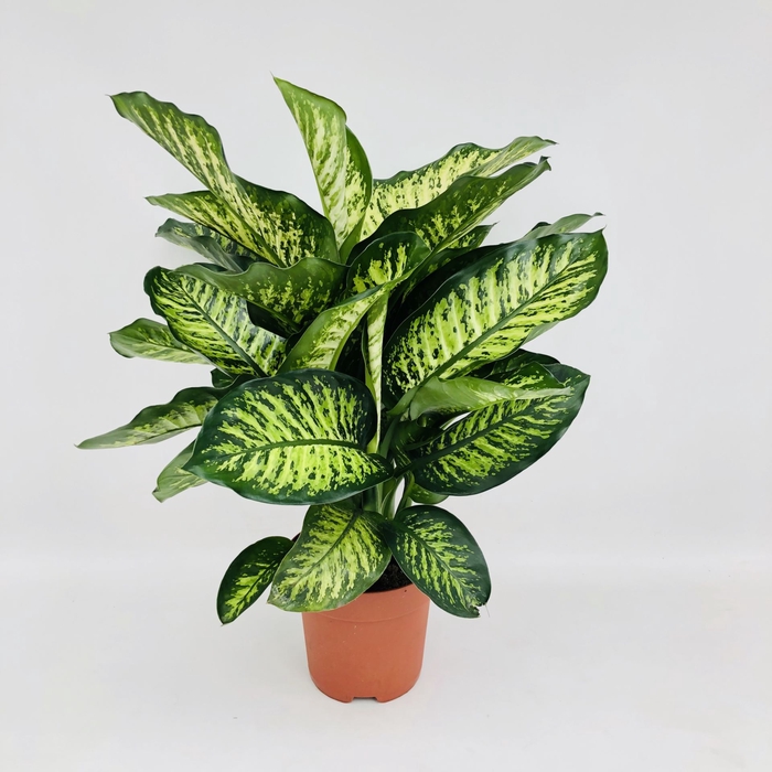 Dieffenbachia Maroba