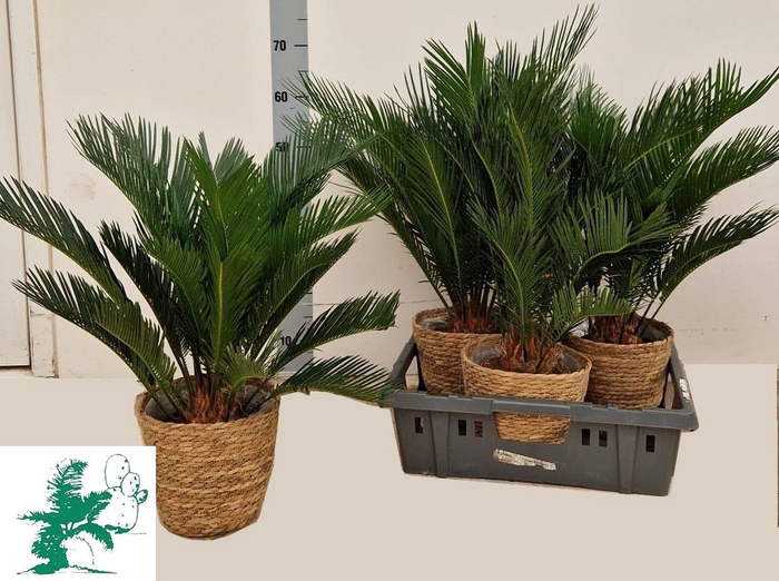 <h4>CYCAS REVOLUTA</h4>