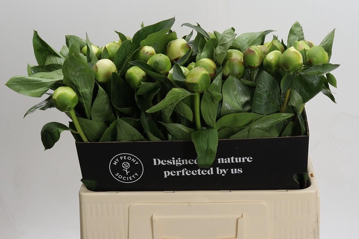 <h4>Paeonia Lact. Bridal Shower</h4>