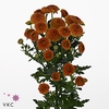 CHR SAN CALIM ORANGE