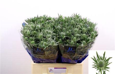 <h4>Eryn Sirius Qstar</h4>