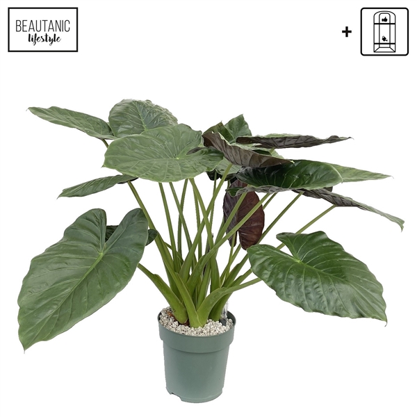 <h4>Alocasia Wentii</h4>