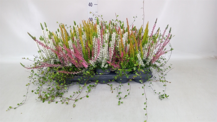 <h4>Calluna vulg.   ...</h4>