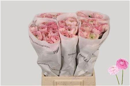 <h4>Ran Su Lady</h4>