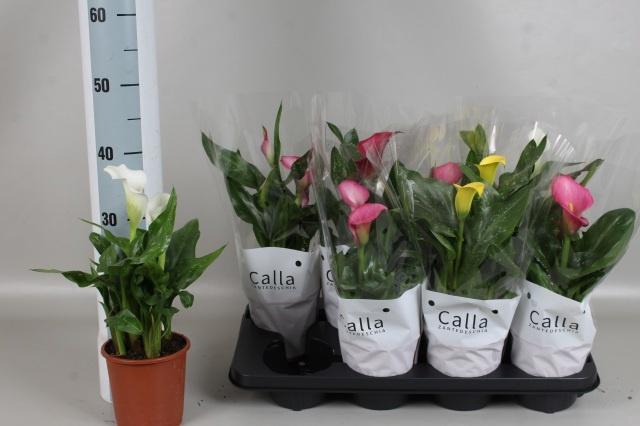 <h4>ZANT GEM 4 KL</h4>