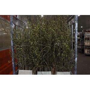 Corylopsis 200cm P Stem