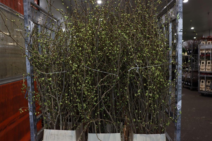 <h4>Corylopsis 180cm P Stem</h4>