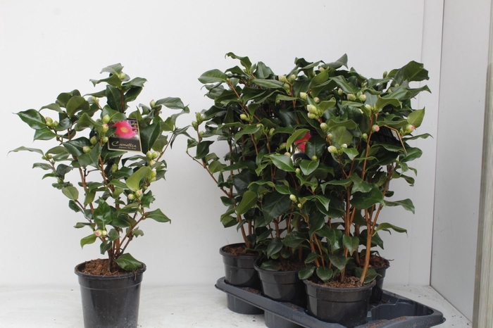 <h4>CAME J DR KING</h4>