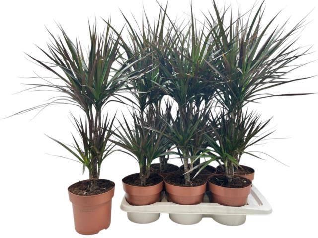 <h4>DRA MARG MAGENTA</h4>