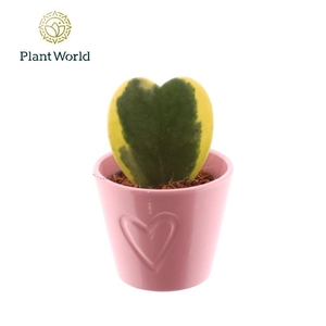 Hoya Kerrii keramiek