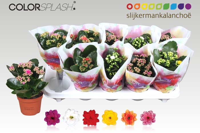 <h4>KAL GE GEM 6 KL</h4>