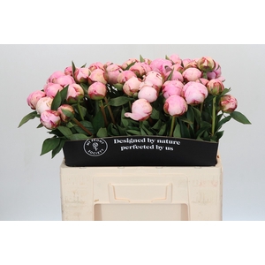 Paeonia Sarah Bernhardt