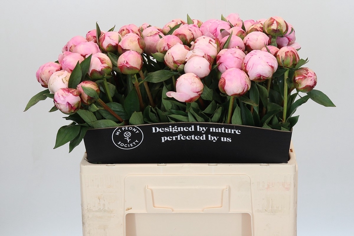 Paeonia Sarah Bernhardt
