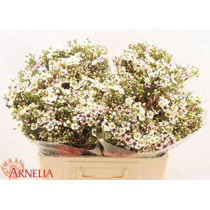 Chamelaucium Janelle