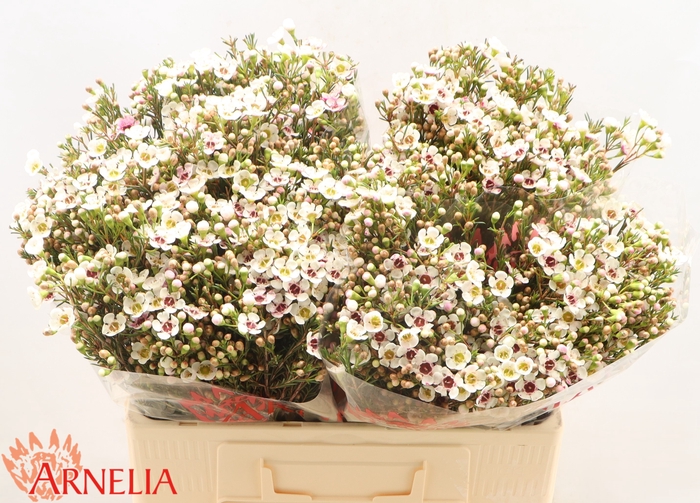 <h4>Chamelaucium Janelle</h4>