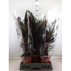 Calathea rufibarba 'Wavestar'