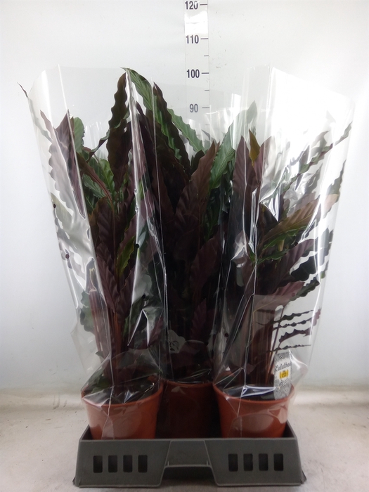 <h4>Calathea rufibarba 'Wavestar'</h4>