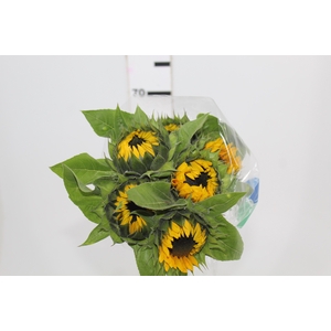 GIRASSOL 070 CM