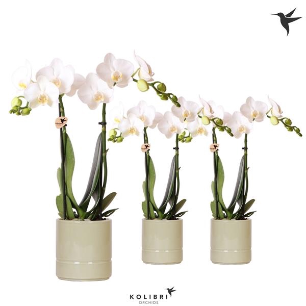 <h4>Phalaenopsis Multifloratypes overig wit</h4>