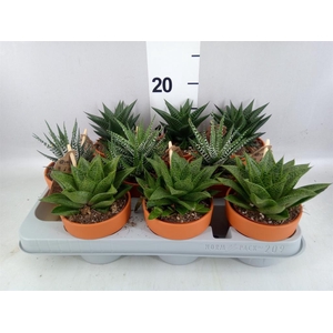 Aloe   ...mix