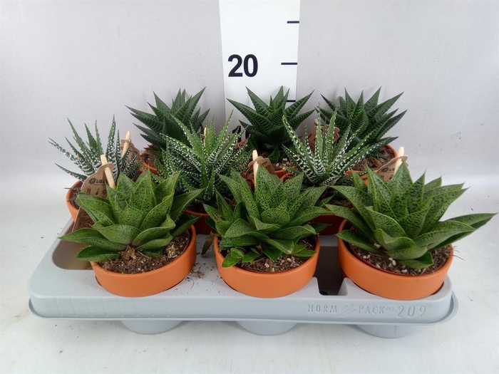 <h4>Aloe ...mix</h4>
