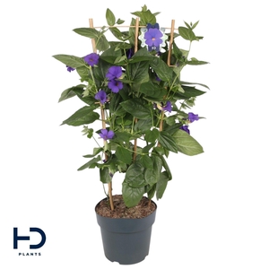 Thunbergia Battiscombei Rek p24