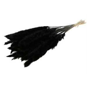 Bunch Fluffy Pampas Slv 35g L70