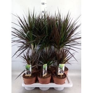 Dracaena marg. 'Magenta'
