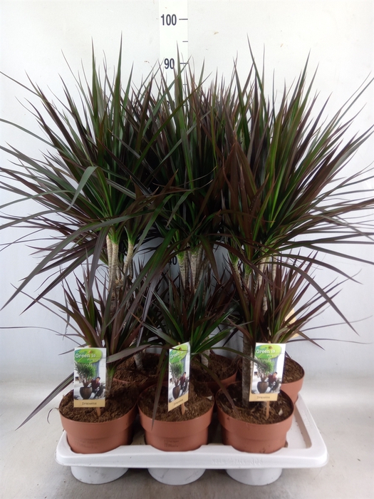 <h4>Dracaena marg. 'Magenta'</h4>